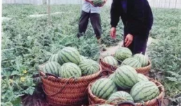 路桥吃瓜最新事件爆料,最新吃瓜事件揭秘，真相令人震惊！